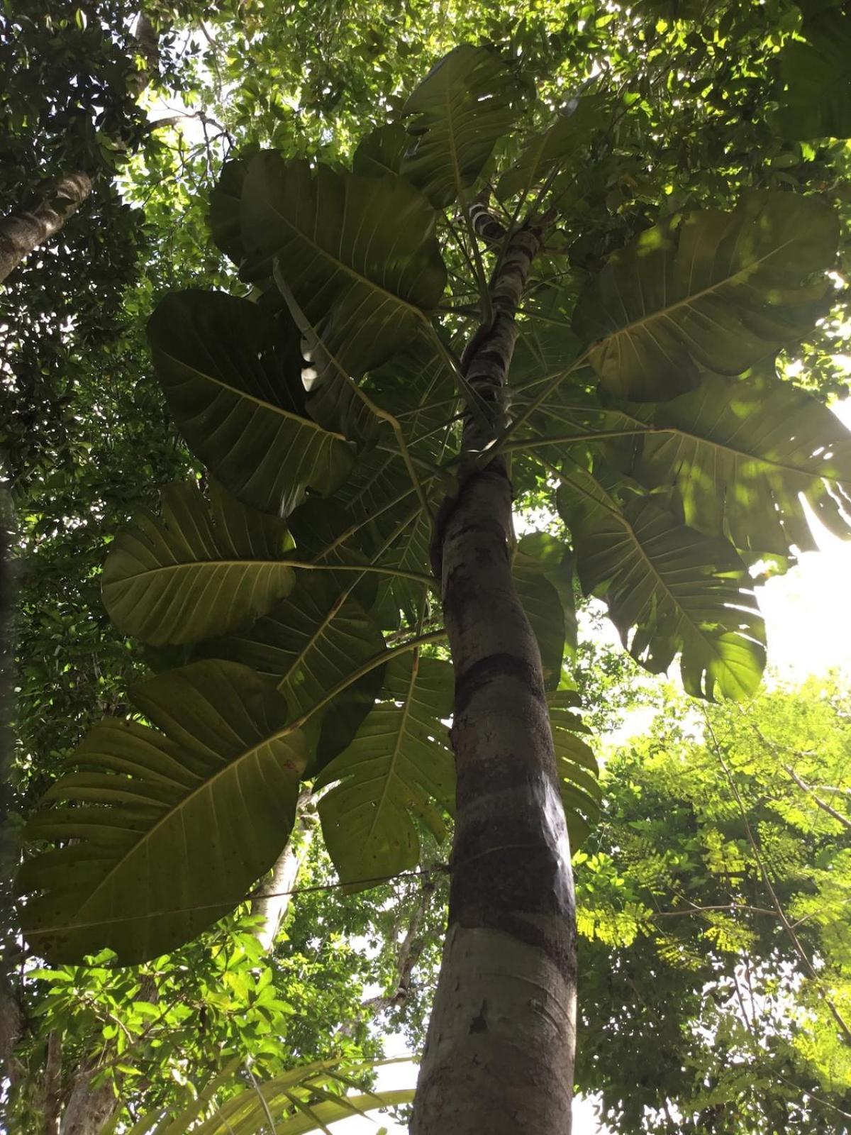 Zapote En Rancho Jaguares Jungle Retreat Camping *