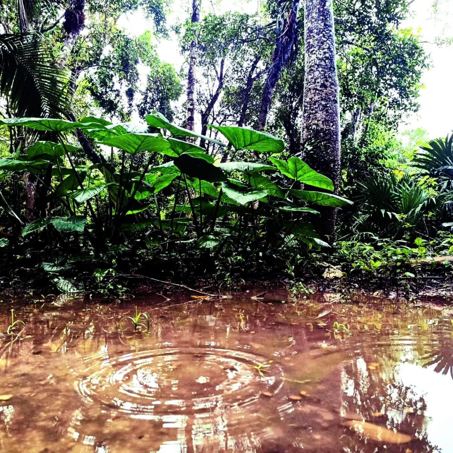 Zapote En Rancho Jaguares Jungle Retreat Acampamento Tulum